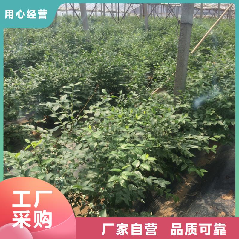 蓝莓苗樱桃苗批发货源