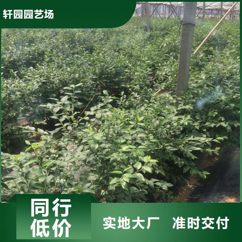 轩园西瓜番石榴苗【 蓝莓苗-杏树苗技术先进】三玖采购网