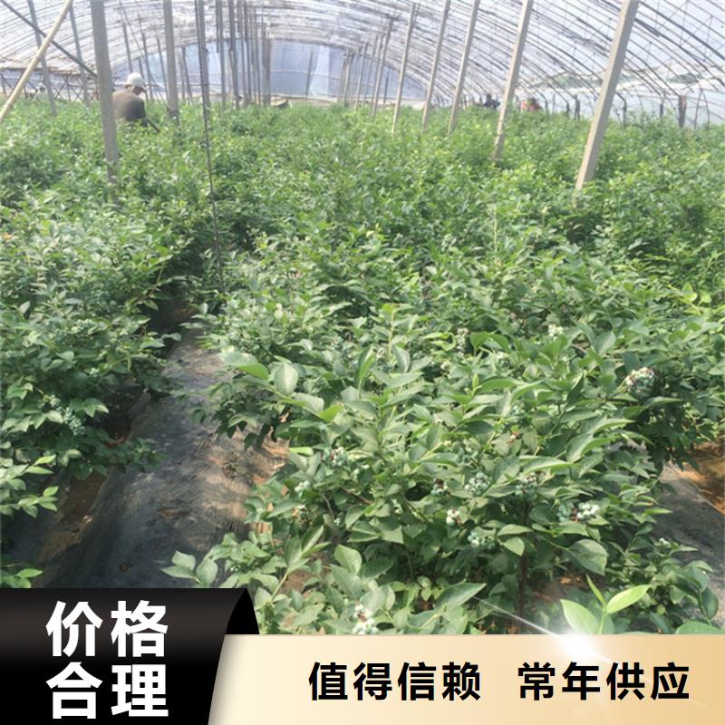 蓝莓苗,3公分石榴苗好产品放心购