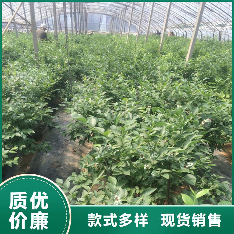 蓝莓苗西瓜番石榴苗选择大厂家省事省心