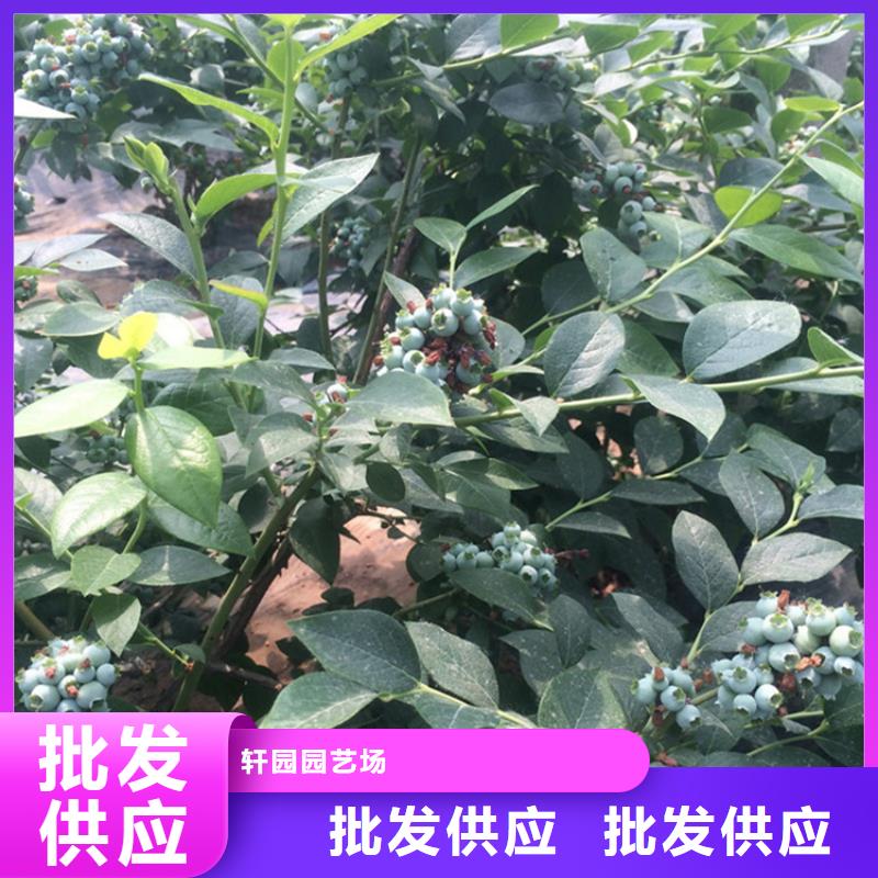 蓝莓苗,李子苗品质有保障