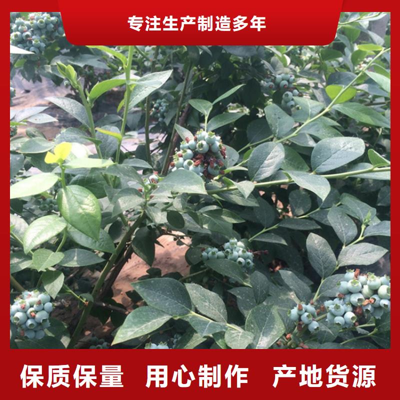 蓝莓苗无花果苗产品优势特点