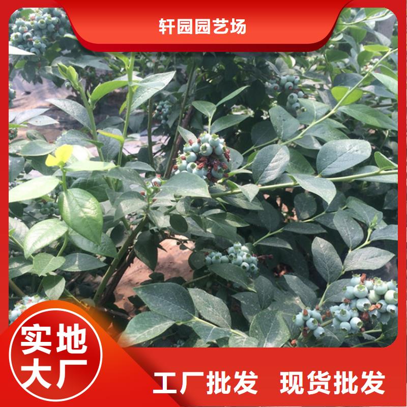 【蓝莓苗】石榴树用好材做好产品