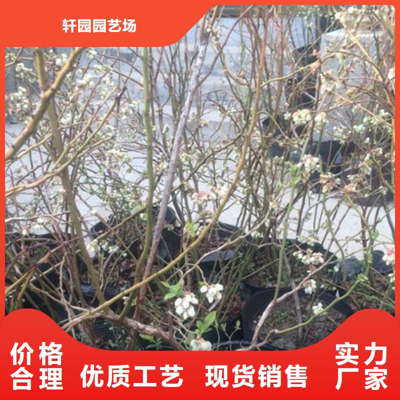 西瓜番石榴苗视频-十堰市西瓜番石榴苗-(当地)可服务区域竹山|郧西|黄冈|孝感|荆门|襄阳