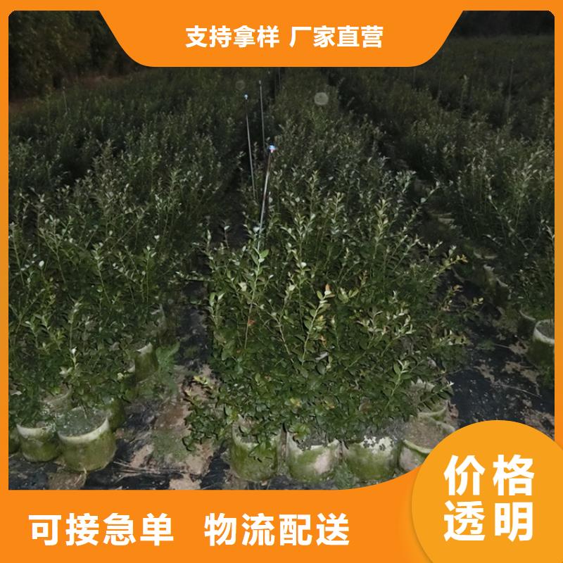 【 蓝莓苗 樱桃苗品质保证实力见证】质检严格