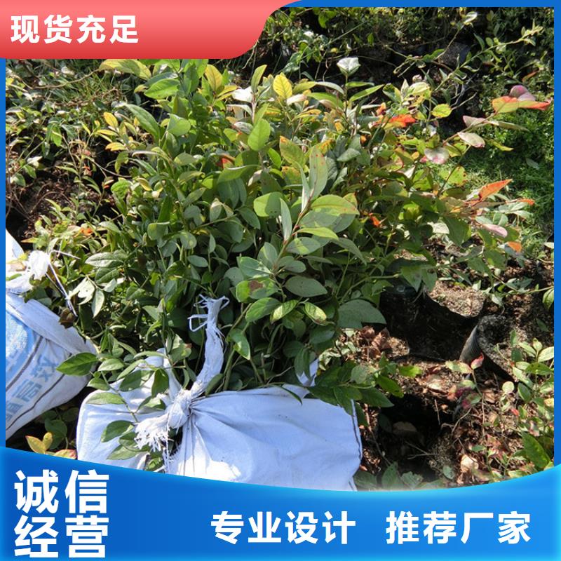 蓝莓苗_苹果苗品质保证实力见证