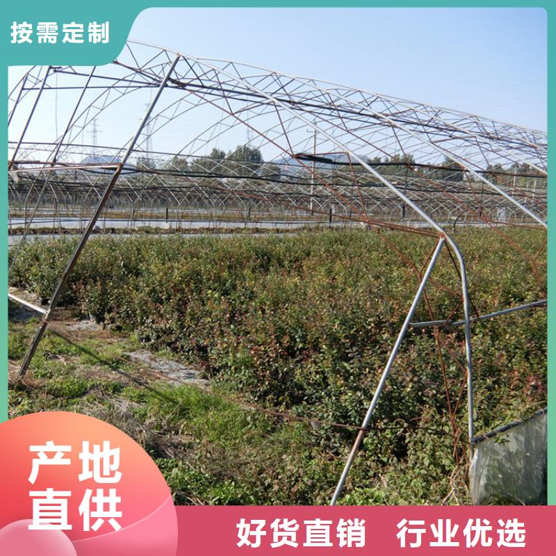 西瓜番石榴苗视频-茅箭|郧西|荆门|黄冈|咸宁|孝感西瓜番石榴苗满足客户所需-轩园园艺场(十堰市分公司)