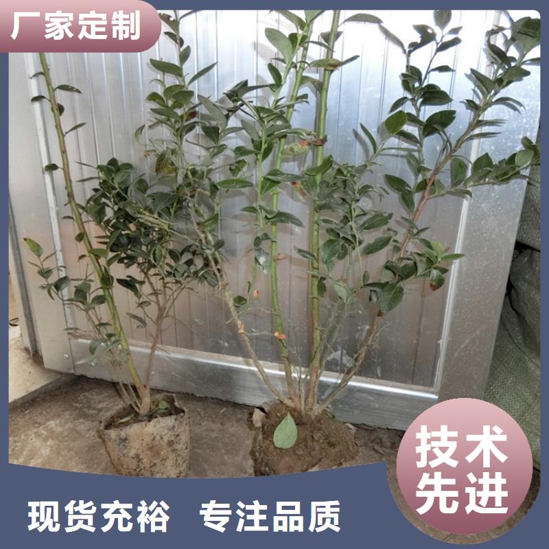 蓝莓苗苹果苗厂家新品