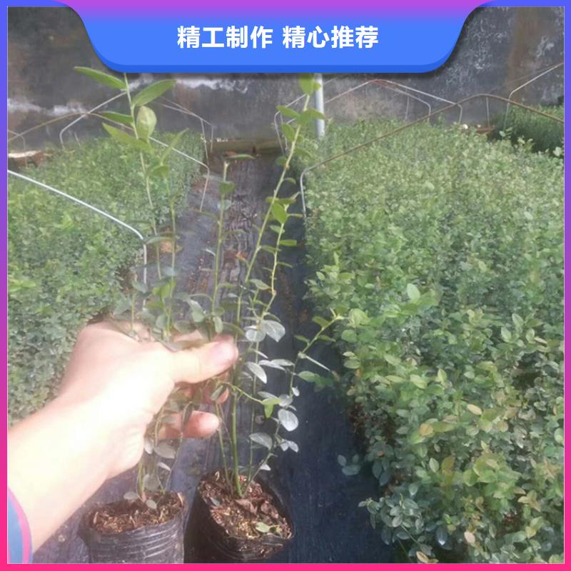 蓝莓苗玛瑙红石榴苗厂家精选