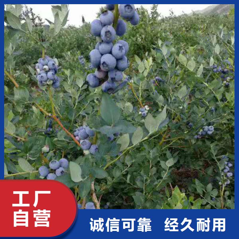 轩园西瓜番石榴苗【 蓝莓苗-杏树苗技术先进】三玖采购网