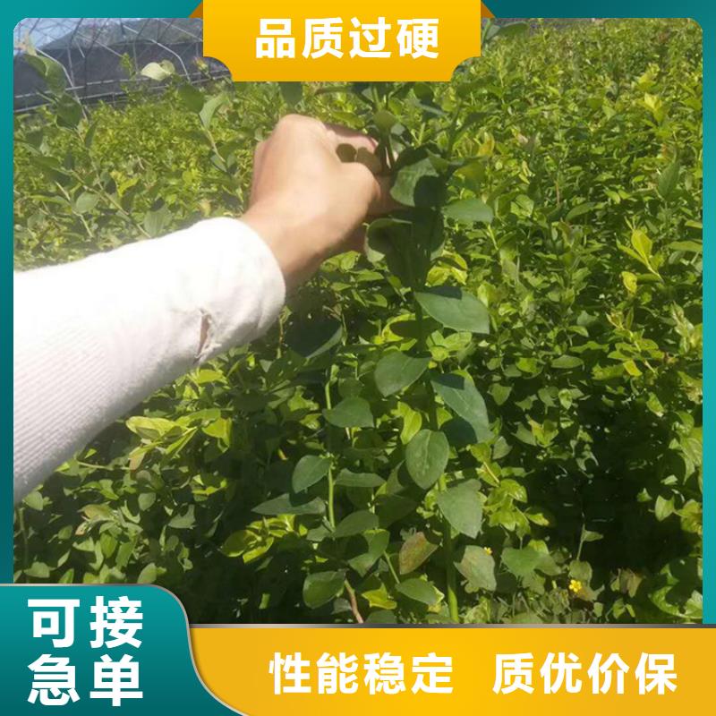 蓝莓苗_石榴树厂诚信经营