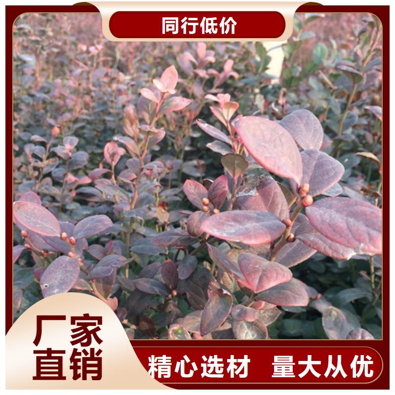 蓝莓苗【蓝莓苗】诚信厂家