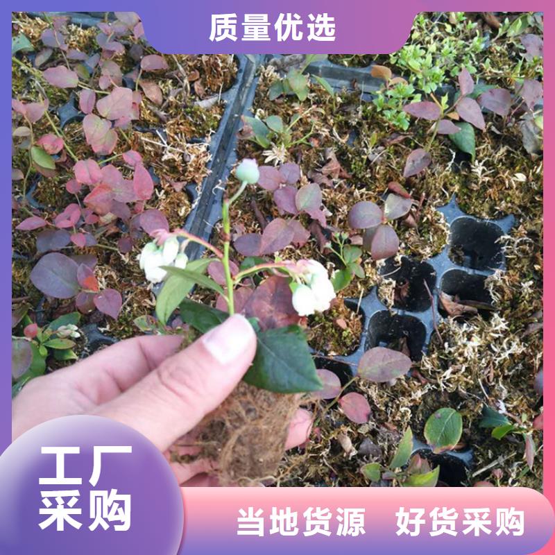 蓝莓苗_苹果苗品质保证实力见证