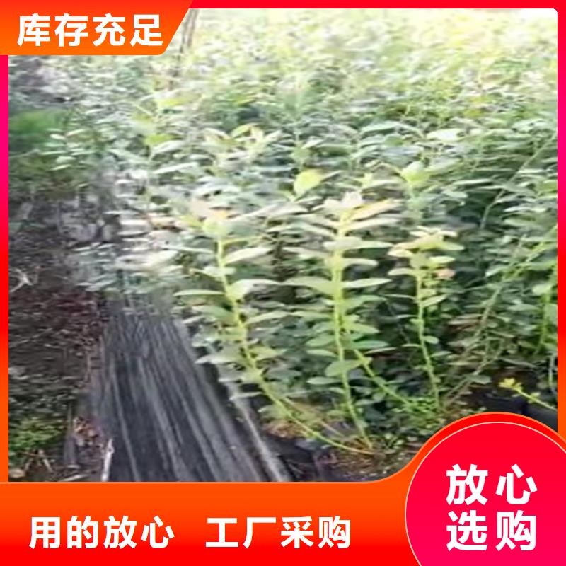 蓝莓苗【苹果苗】售后无忧