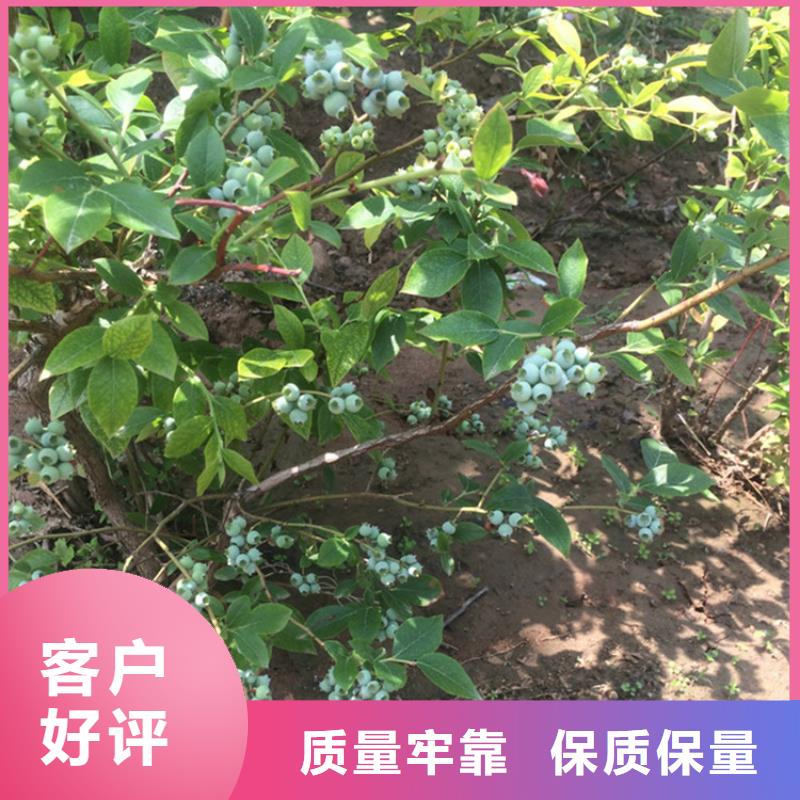 蓝莓苗【无花果苗】用心经营