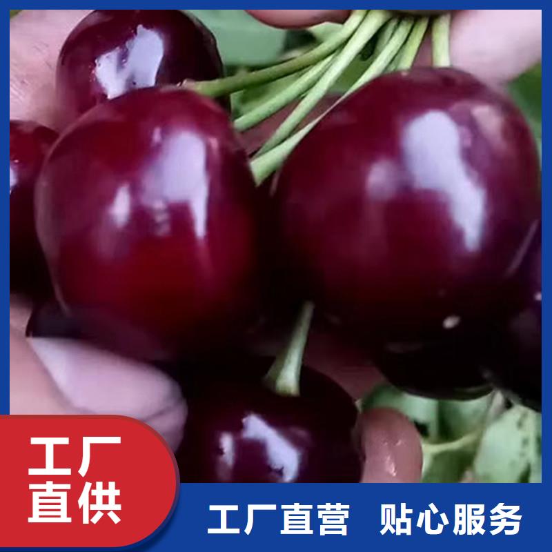 樱桃无花果苗品质保障价格合理