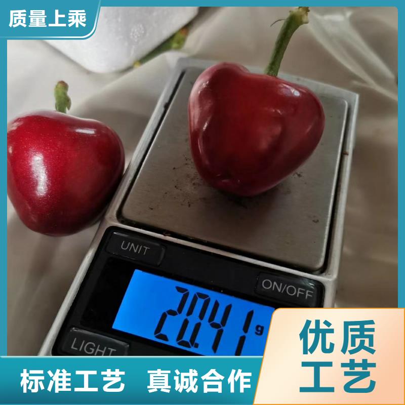 樱桃蓝莓苗好货有保障