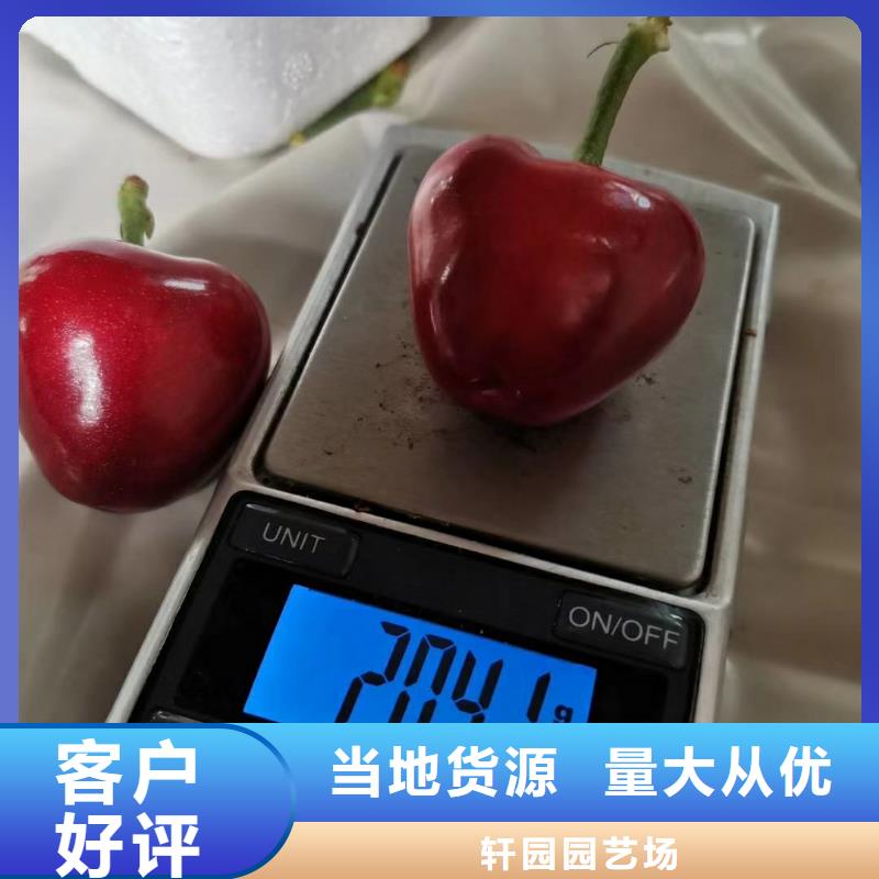 樱桃红颜草莓保障产品质量