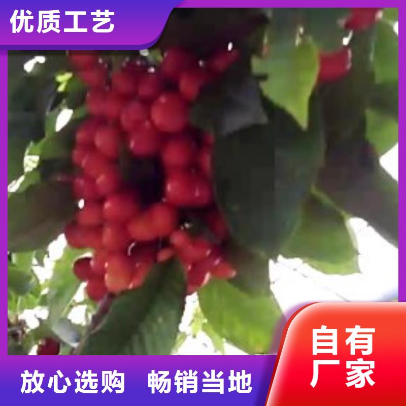 樱桃李树苗用的放心