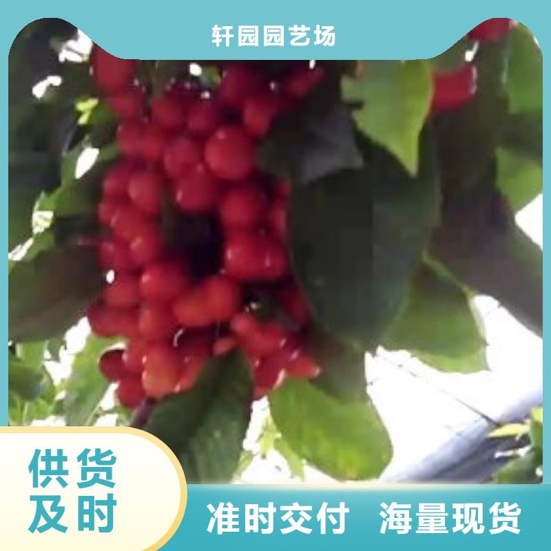 樱桃,李子苗质量优价格低