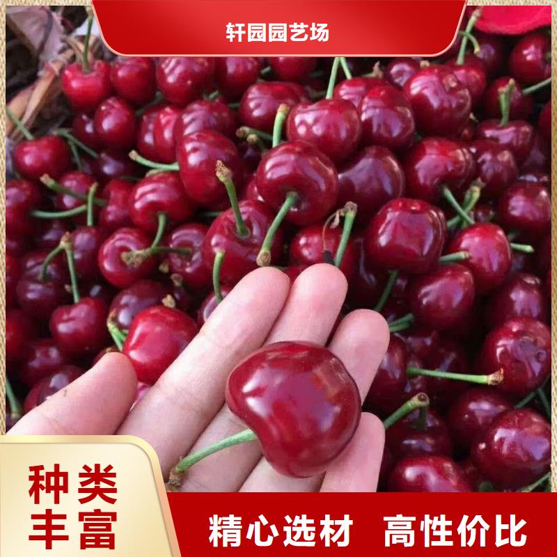 【樱桃】红石榴苗基地定制速度快工期短