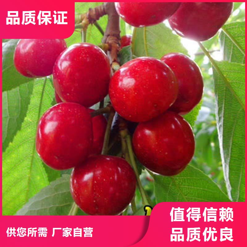 西瓜番石榴苗视频-山东省青岛市轩园西瓜番石榴苗可服务区域莱西|崂山|莱芜|日照|枣庄|聊城|淄博|烟台|济宁等