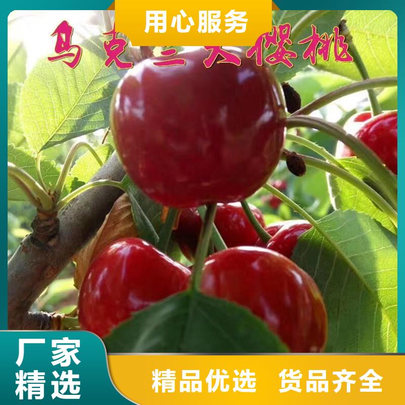 樱桃北美冬青产地货源