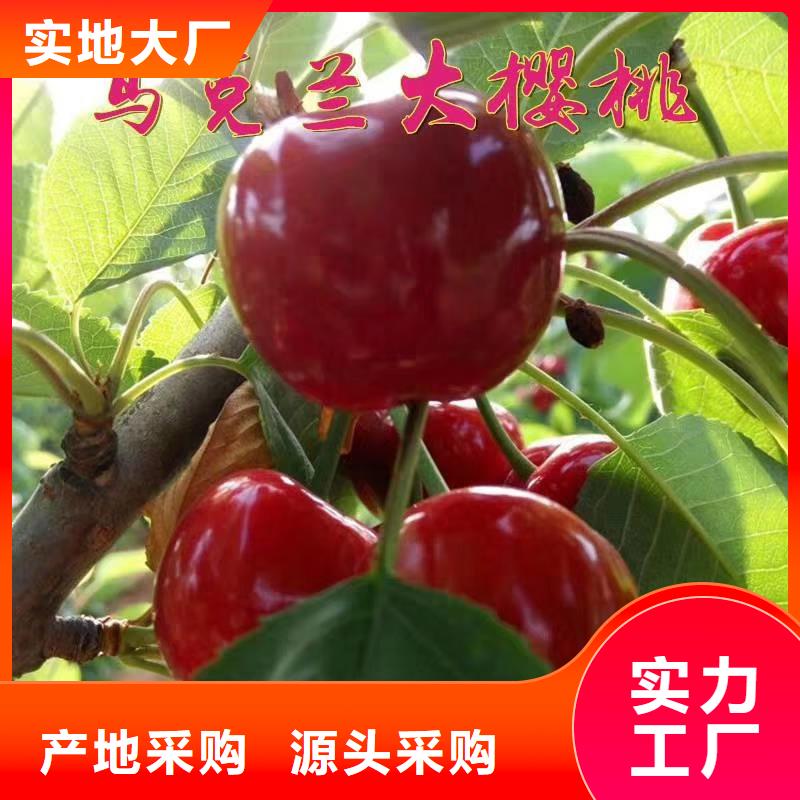 樱桃桃树苗工厂批发