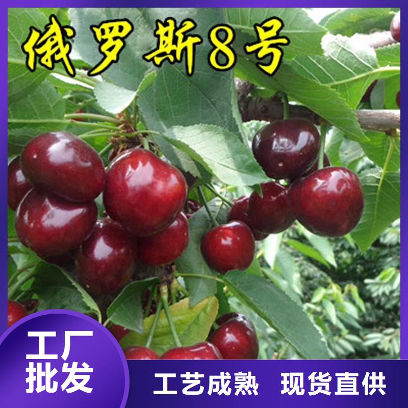 樱桃_无花果苗实力公司