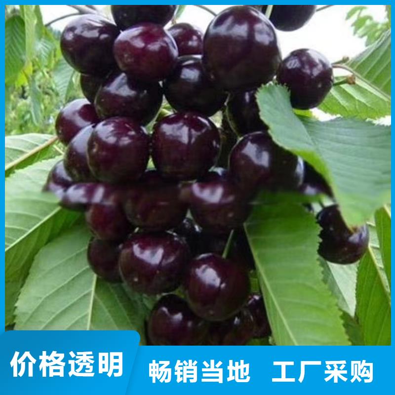 樱桃,樱桃苗我们更专业