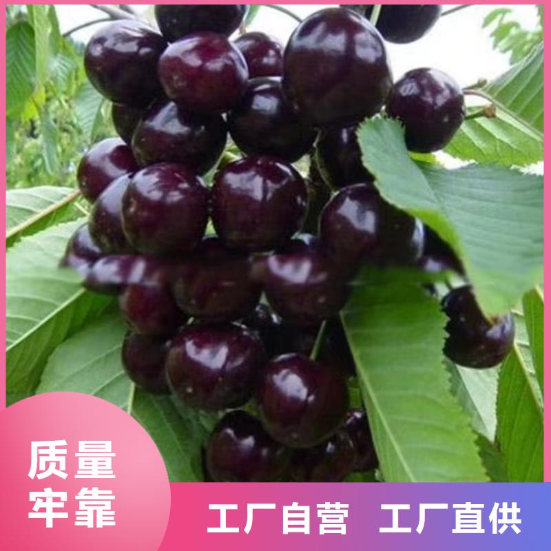 西瓜番石榴苗视频-西瓜番石榴苗-山东省青岛市城阳|崂山|莱芜|淄博|聊城|枣庄|济宁【本地】品牌