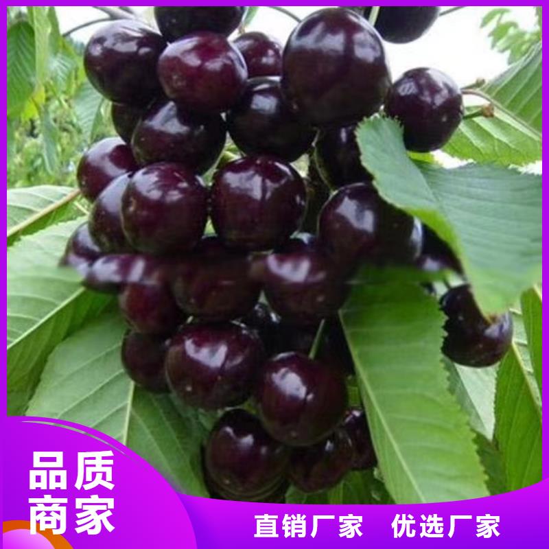 西瓜番石榴苗视频-山东省青岛市轩园西瓜番石榴苗可服务区域莱西|崂山|莱芜|日照|枣庄|聊城|淄博|烟台|济宁等