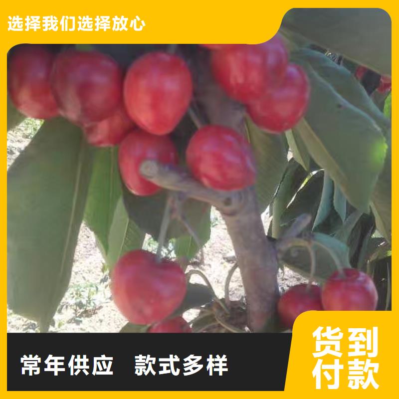 樱桃草莓苗根据要求定制