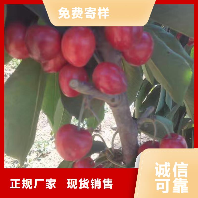 樱桃草莓苗快速报价