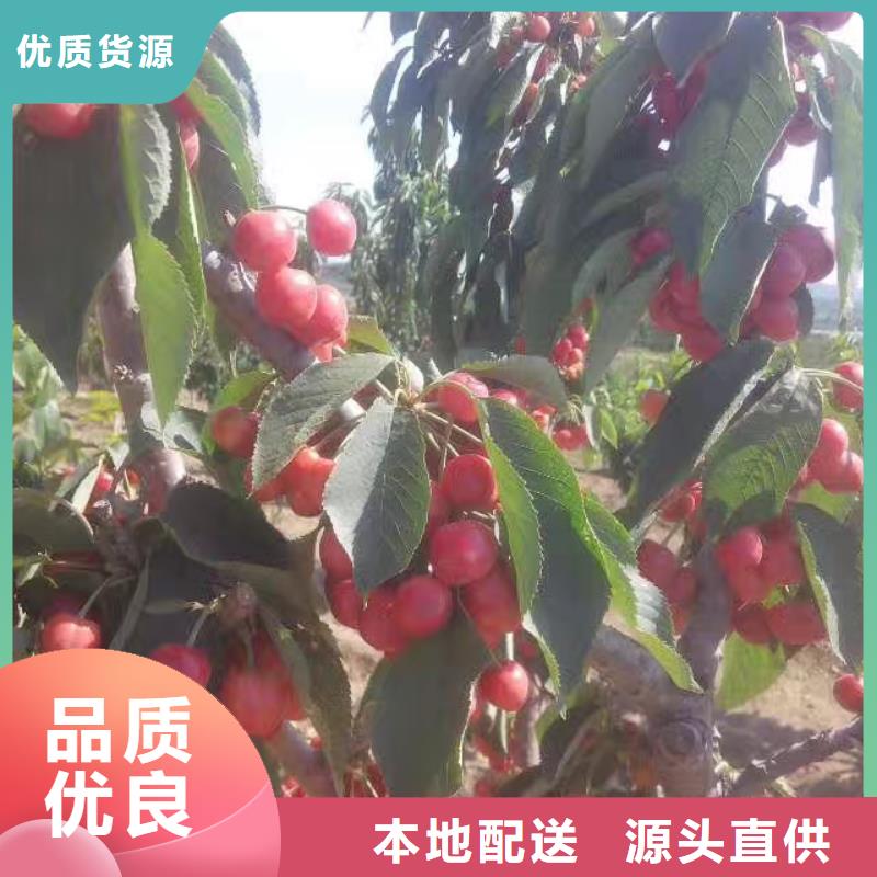 樱桃石榴树源头厂家量大价优