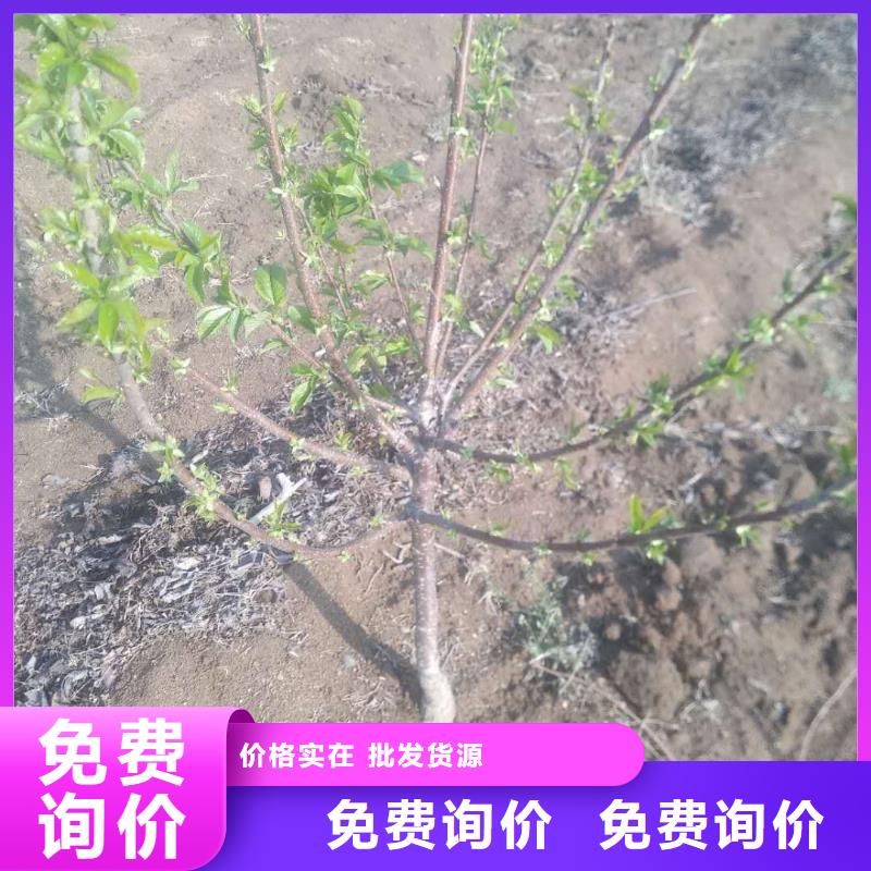 樱桃,李子苗质量优价格低