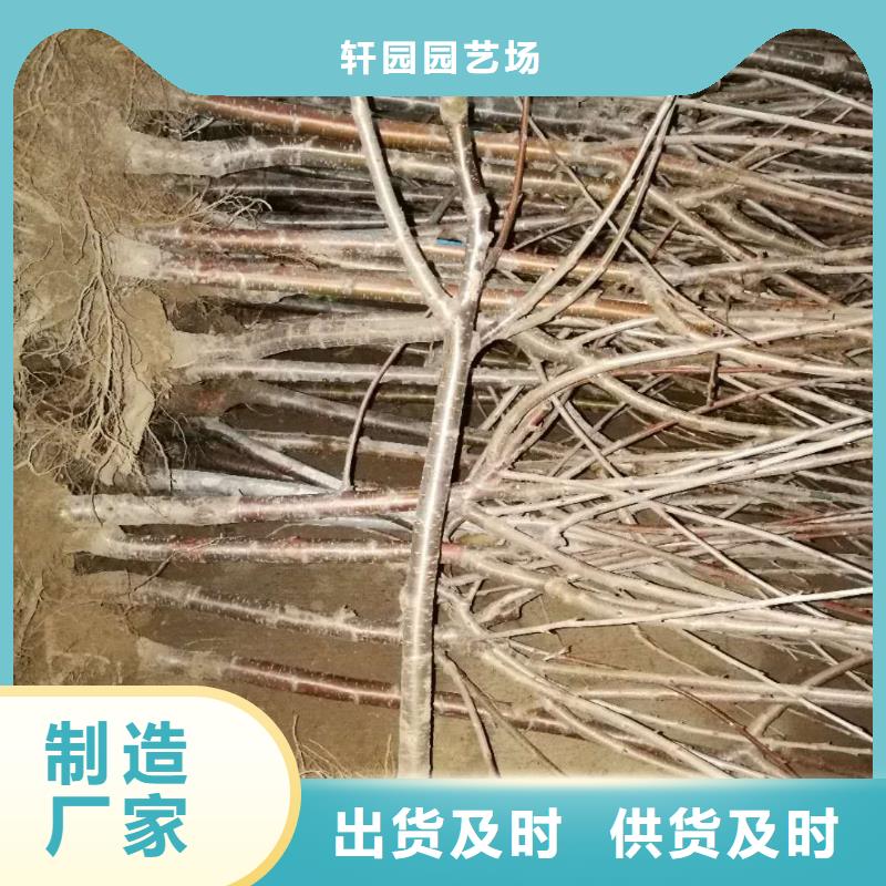 樱桃嘎啦苹果品类齐全