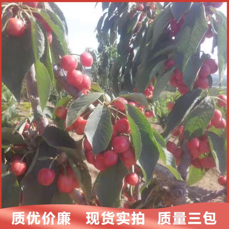 樱桃石榴树源头厂家量大价优