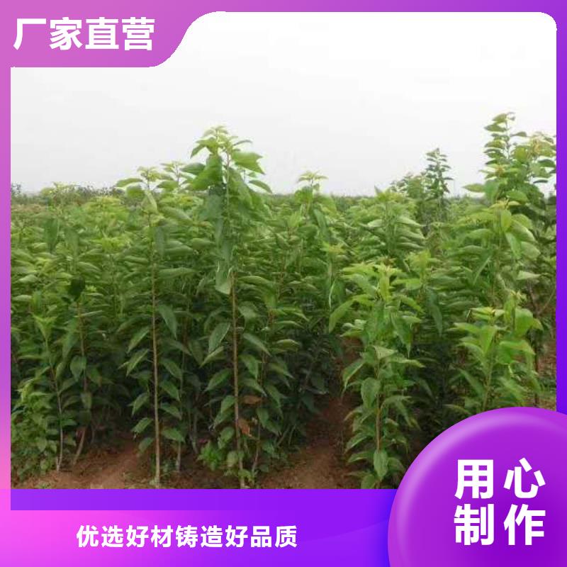 西瓜番石榴苗视频-西瓜番石榴苗|玉溪市|澄江|红塔|怒江|曲靖|丽江|文山|楚雄|保山