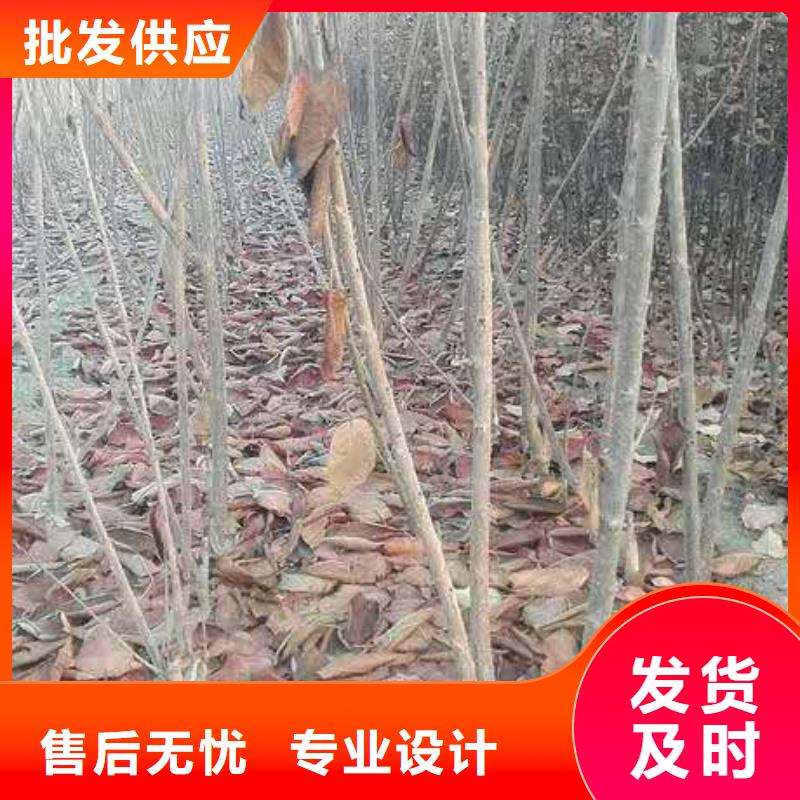 樱桃无花果苗好产品不怕比