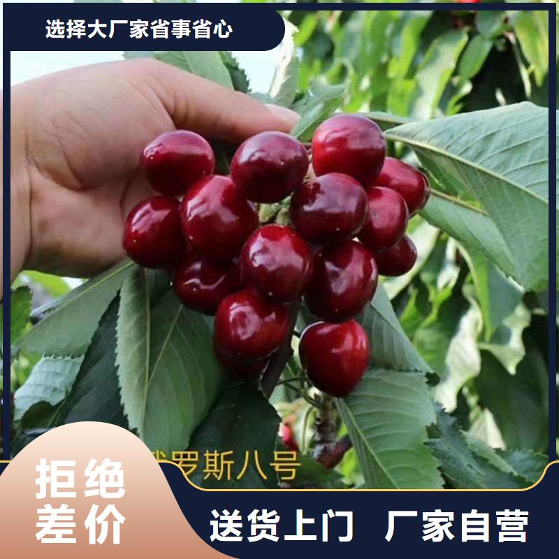 樱桃,樱桃苗我们更专业