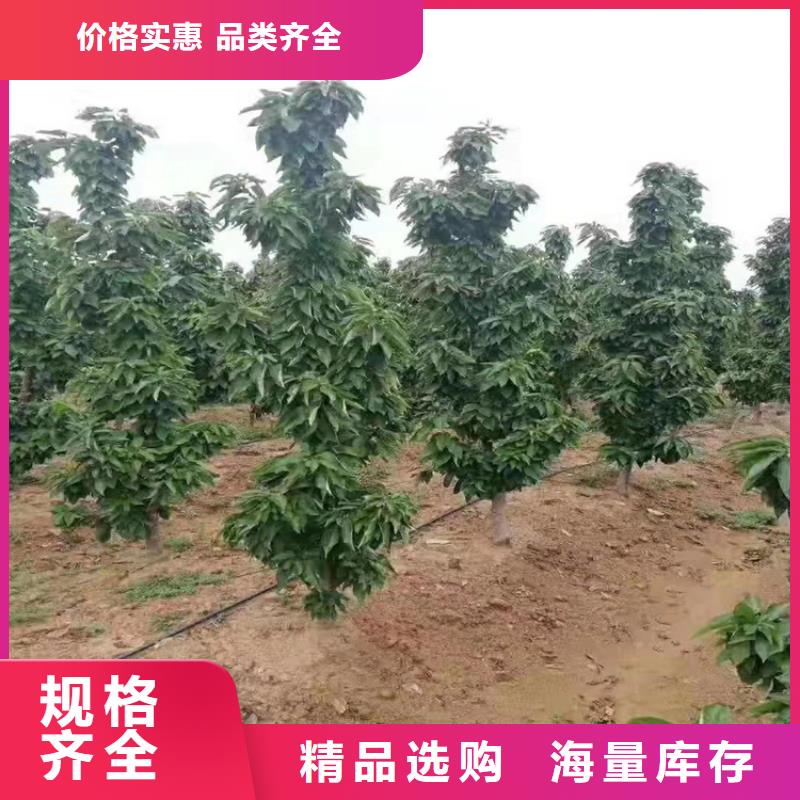 樱桃无花果苗好产品不怕比