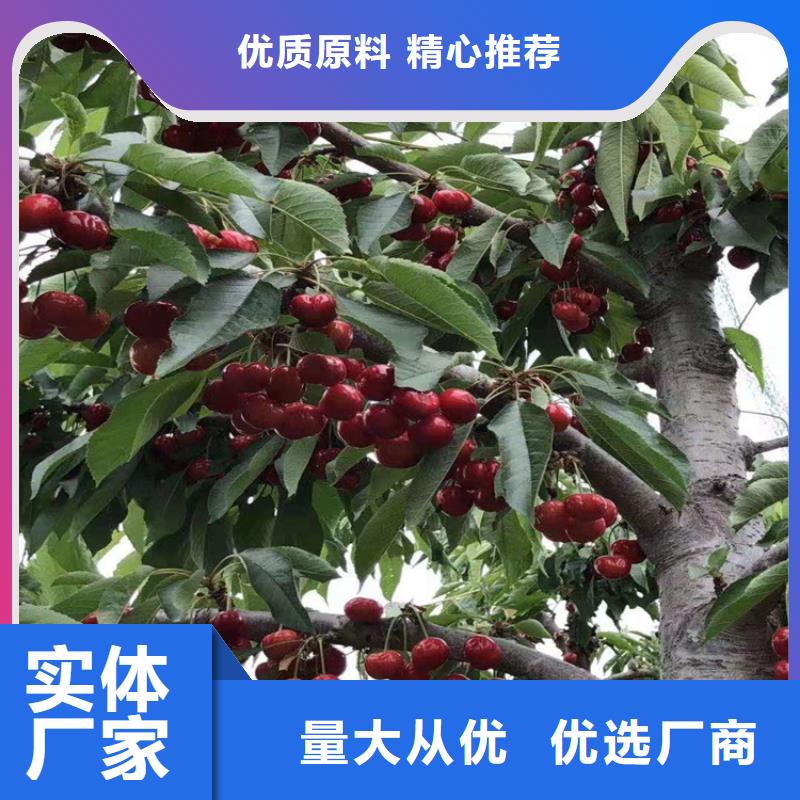 【樱桃_樱桃苗0中间商差价】