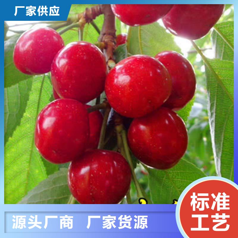 樱桃板栗苗品质服务诚信为本