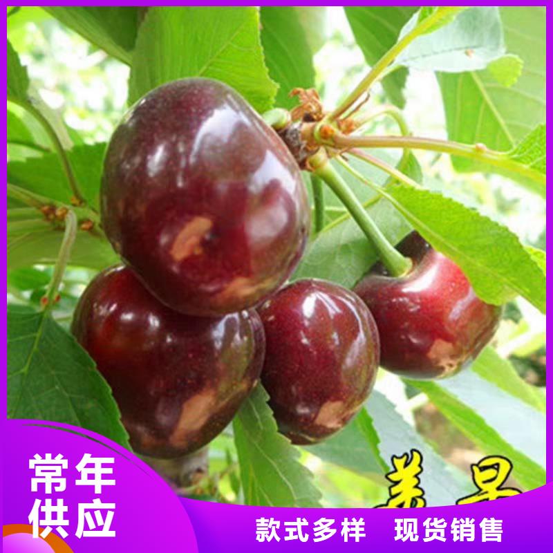 樱桃石榴树海量现货直销