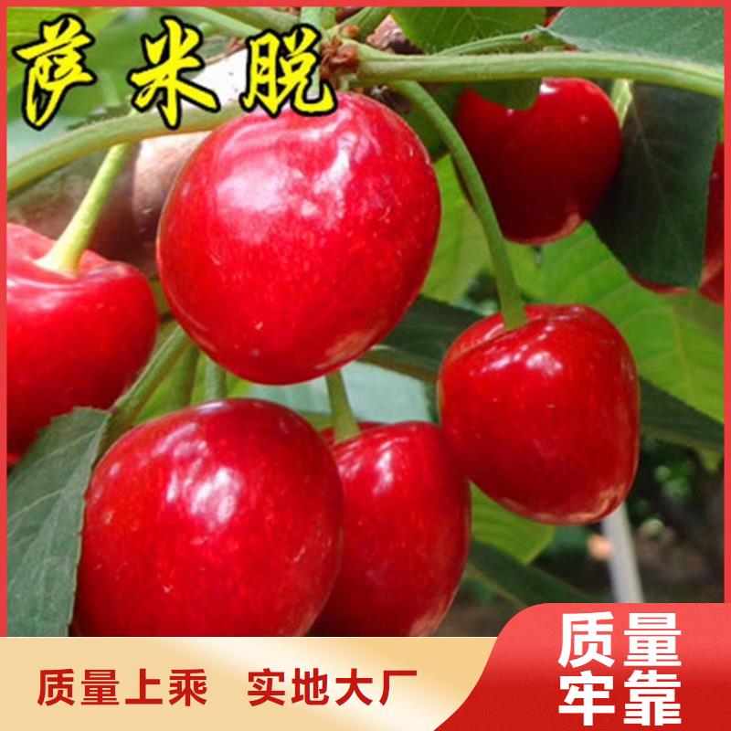 樱桃西瓜番石榴苗放心选购