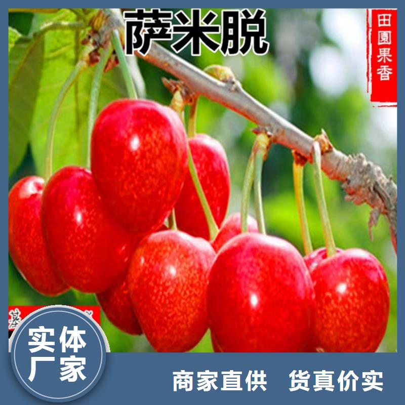 樱桃石榴树厂家售后完善