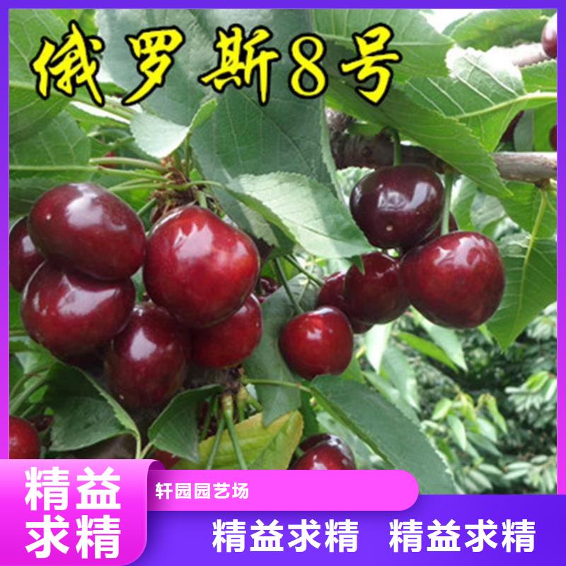 樱桃,葡萄苗专业生产制造厂