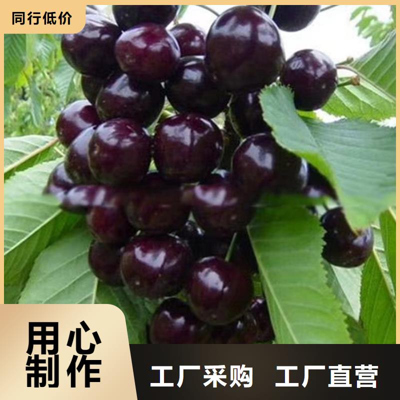 樱桃李树苗用的放心