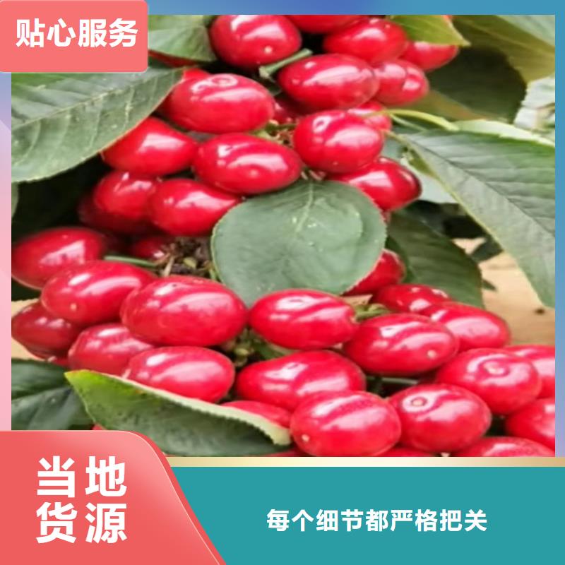 樱桃无花果苗好产品不怕比